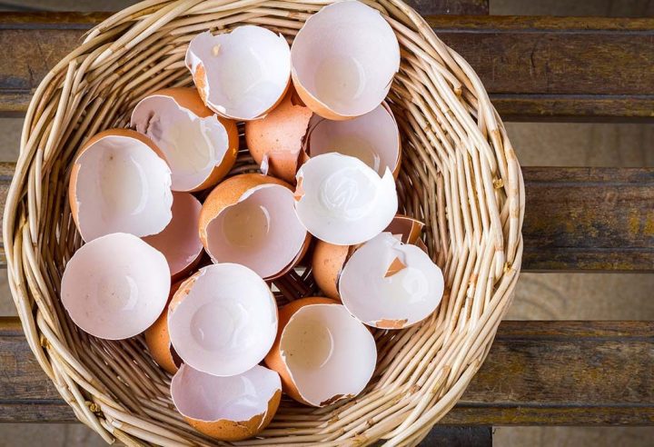 Casca de ovo 15 formas de utilizála que você não sabia!