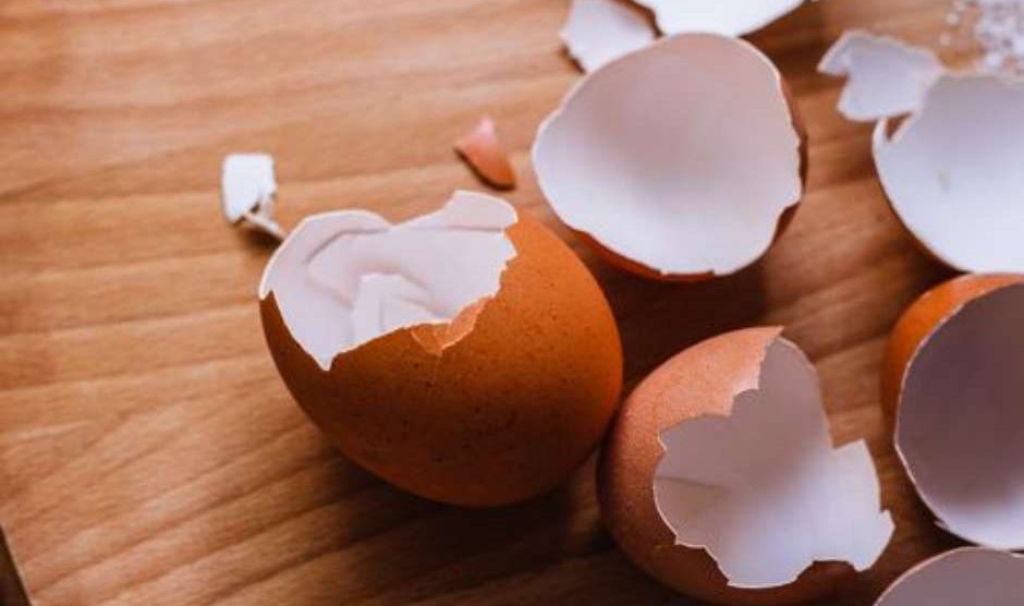 Casca de ovo 15 formas de utilizála que você não sabia!